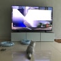 TV가 너무좋아 -새끼 고양이 키우기