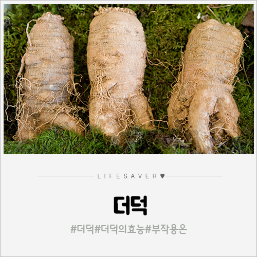 더덕 효능, 한약재 더덕의 효능과 부작용에 대해 알아봐요! : 네이버 블로그