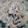대구 상인동 맛집 현풍닭칼국수 상인직영점