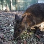 호주 7일여행: Day 23 시드니 동물원 [Featherdale Wildlife Park]