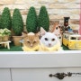 (고양이미용/혁이&도토리)먼치킨,고양이미용,부산고양이무마취미용