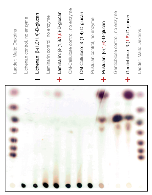 [베타글루카나제] Pustulanase (beta-glucanase) from environmental DNA [Cel136 ...