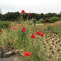 유럽풍 정원, 파주 벽초지문화수목원