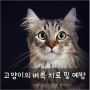 [고양이 상식]고양이의 벼룩 치료 및 예방