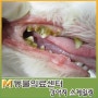 [서초M동물의료센터] 강아지 스케일링/ 치석제거/ 강아지 치주염/강아지동물병원