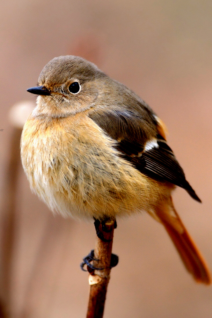 冬鳥ジョウビタキ なぜか夏場に繁殖 네이버 블로그