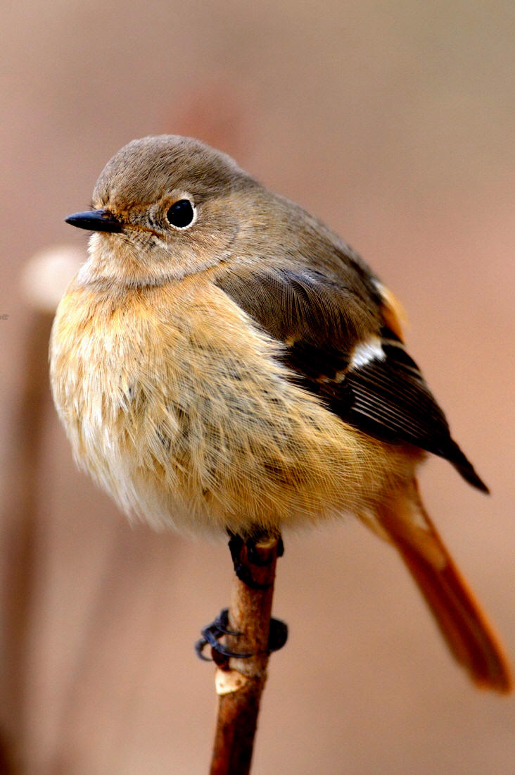 冬鳥ジョウビタキ なぜか夏場に繁殖 네이버 블로그 冬鳥ジョウビタキ なぜか夏場に繁殖 네이버 블로그