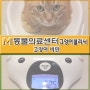 [서초M동물의료센터] 고양이비만 -고양이동물병원