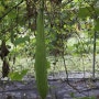 유기농수세미열매