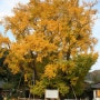 [대마도 관광지] 가미쓰시마(히타카츠) : 킨의 장수 은행나무(琴の大イチョウ).