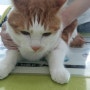 고방동물병원/고양이 결막염