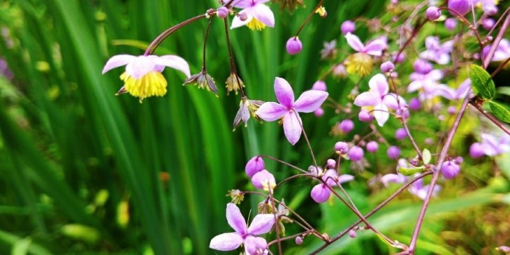 여름에 피는 예쁜 꽃 이름과 종류 (아침고요수목원 8월 풍경사진) : 네이버 블로그