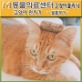 [서초M동물의료센터] 고양이 만지기/고양이 발톱깎기/고양이핸들링/고양이쓰다듬기 -고양이동물병원