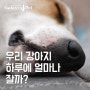 [반려동물 정보] 우리 강아지 하루에 얼마나 잘까?