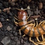 Scolopendra alternans