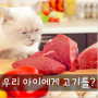[강아지생식/고양이생식] 우리 아이에게 고기를?