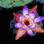 가시연꽃( Euryale ferox Salisb.)의 계절