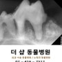 14살 슈나우져 장군이의 치과 치료 일기. 강아지 치첨농양. 강아치 치근농양. 강아지 눈밑이 부었어요. 잠실 동물병원. 잠실역 동물병원