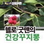 (2017.8.6) 채널A 헬로굿맨에 소개된 고성마루 꾸지뽕의 효능