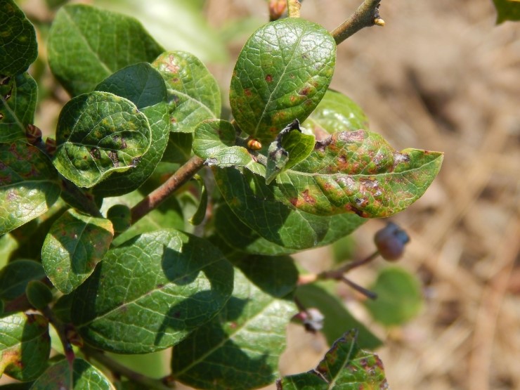 블루베리 링스폿(Ringspot)바이러스 : 네이버 블로그