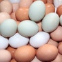 살충제달걀 파문 안전한 달걀은?