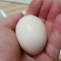 살충제 계란 피하는 방법_살충제 걱정없는 백봉오골계 달걀