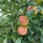 주옥농장 감칠맛 나는 사과 만들기