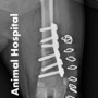 강아지 슬개골탈구 교정을 위한 대퇴골 원위 절단술 (Distal Femoral Osteotomy for Canine Patellar Luxation Repair) [청주지웰동물병원]