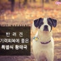 [반려동물 Tip] 기력회복을 위한 강아지영양식 황태국