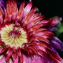 빅토리아 큰가시연꽃 ( Victoria amazonica ) 개화 2일차 대관식을 거행합니다.