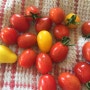 081117 텃밭 수확 콜리플라워 토마토