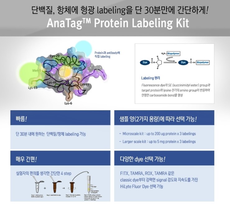 [AnaSpec]AnaTag Protein labeing kit 단백질, 항체에 형광 labeling을 단 30분만에 간단하게 ...