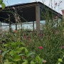 천일야화가 생각나는 해바라기와 백일홍이 만발한 옥상정원 #옥상정원꾸미기 #화단