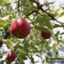 (미국생활) 애플피킹 Apple Picking