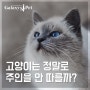 [반려동물 정보] 고양이는 정말로 주인을 안 따를까?