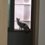 창밖을 보는 고양이....