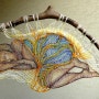 헝가리의 섬유예술가 Agnes Herczeg가 만든 Lace art