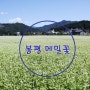 [강원 평창 여행]봉평메밀꽃축제 평창효석문화제 2017 /강원도 9월축제
