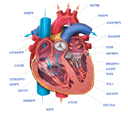 [해부학 및 기타전공지식] #4 심장(Heart)의 구조와 기능 : 네이버 블로그