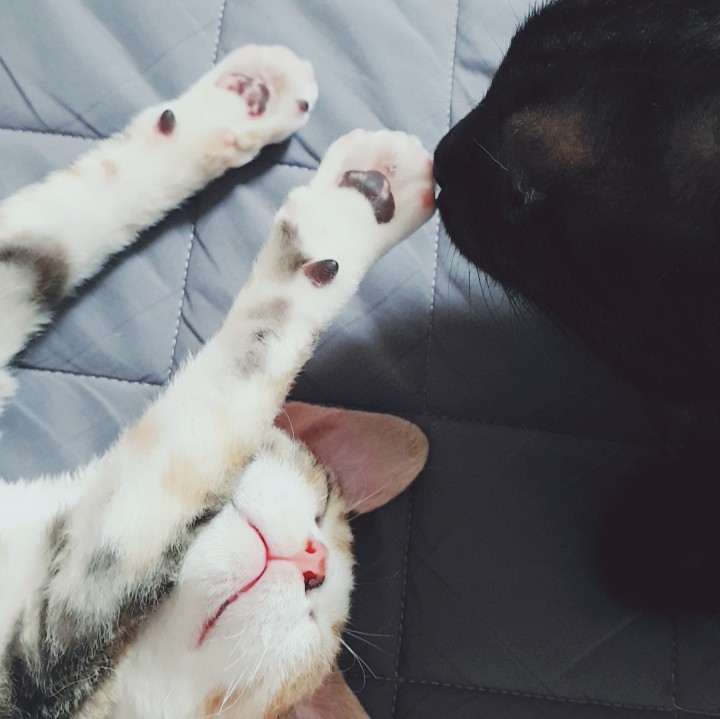 여동생이 궁금한 셋째오빠, 고양이 합사 : 네이버 블로그
