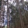 양솔농장 장성축령산 편백나무치유숲 힐링