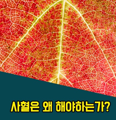 사혈은 왜 해야하는가? : 네이버 블로그