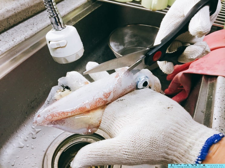 제주 한치 손질하는 방법!! 게하에서 한치회먹자!! : 네이버 블로그
