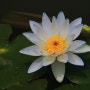 호주수련 ' 알버트 디 레스탕 ' ( nymphaea gigantea 'albert de lestang' )