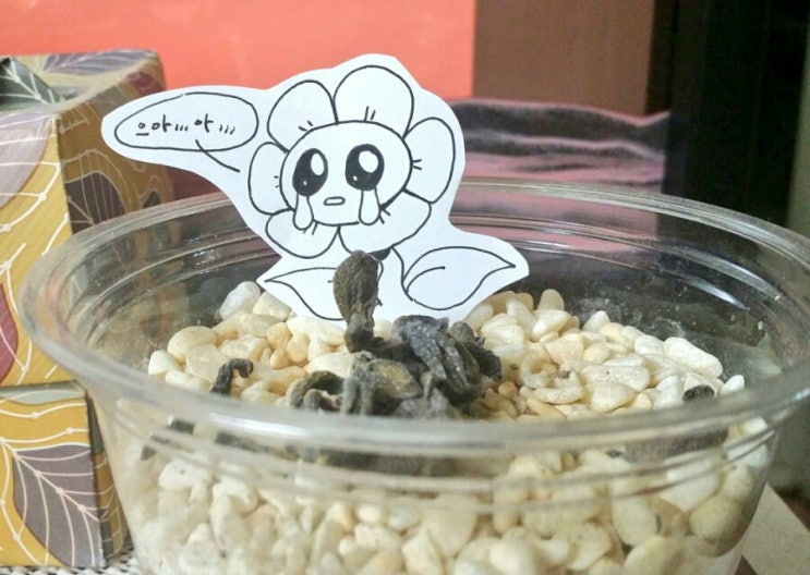 키우던 식물이 죽었다..... 네이버 블로그