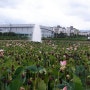 함안 연꽃 테마공원