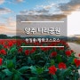 [천만송이천일홍축제]가 열릴 양주 나리공원 천일홍,황화코스모스 밭!