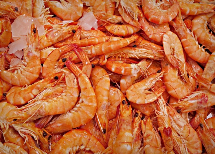 태안 안면도 대하축제 자연산대하 구별법 모르고 가면 호갱 ^^ : 네이버 블로그