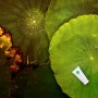 [사진공모전 참가] 연꽃에 녹아든 스킨푸드NZ 핸드크림