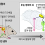 한국인 과학자 부부, 자폐아 출산 원인 밝혔다...(신문기사)